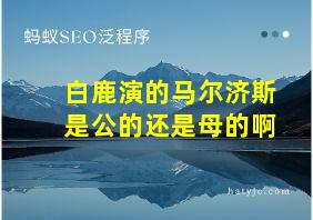 白鹿演的马尔济斯是公的还是母的啊