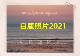 白鹿照片2021